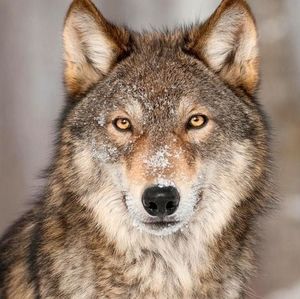 Meet your Posher, Jack